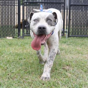 MR. LOVEBUG, Adult Male American Staffordshire Terrier