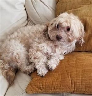 CHARLIE, Senior Male unknown