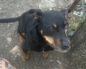 BEEZUS, Adult Female unknown