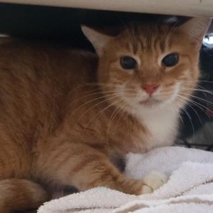 FRANKY, Adult Female unknown