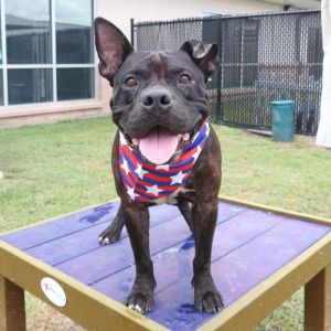 SCOTT, Young Male American Staffordshire Terrier