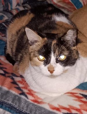 PENELOPE, Adult Female unknown