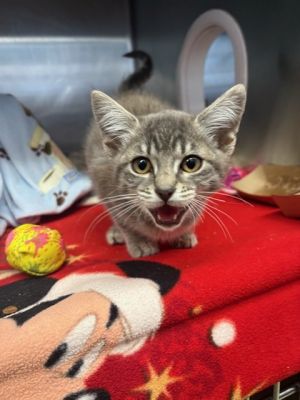 MIKE WHEELER, Baby Male Domestic Medium Hair