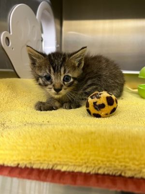 CHESTNUT, Baby Male Domestic Short Hair