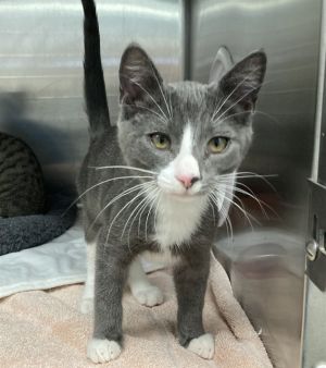 SHOHEI OHTANI, Baby Male Domestic Short Hair
