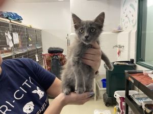 LUCAS SINCLAIR, Baby Male Domestic Medium Hair