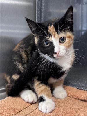 LIBERTY, Baby Female Domestic Short Hair