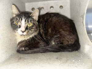 BEAR, Young Male Domestic Medium Hair