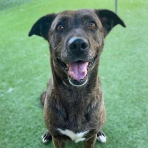 DUTCHESS, Adult Female Labrador Retriever