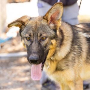 BEAU, Young Male German Shepherd Dog