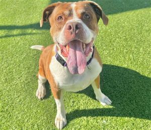 MISTER STANLEY, Adult Male Pit Bull Terrier