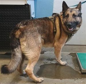 JETER, Adult Male German Shepherd Dog