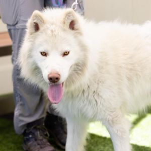 COCO, Young Male Siberian Husky