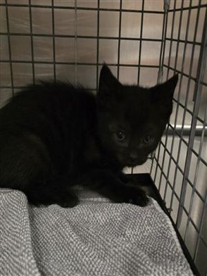MIMI, Baby Female Domestic Medium Hair