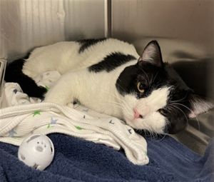 TAZ, Young Male Domestic Short Hair