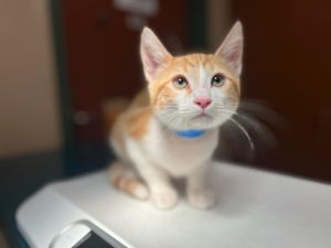 CURIOUS GEORGE, Baby Male Domestic Short Hair