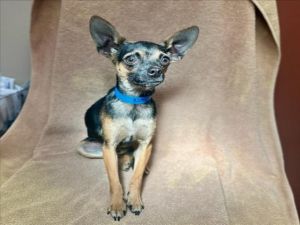 KINGSTON, Young Male Chihuahua