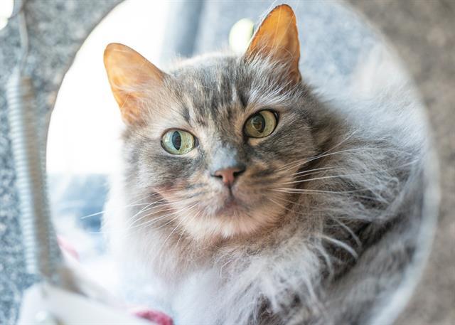 RUBY, an adoptable Domestic Long Hair in Colorado Springs, CO, 80905 | Photo Image 1