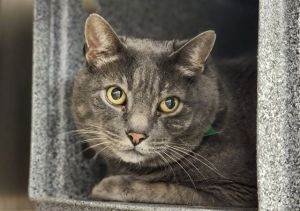 FERGIE, Senior Male Domestic Short Hair