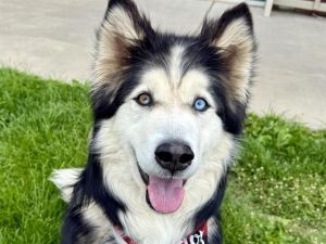 THOR, Adult Male Siberian Husky