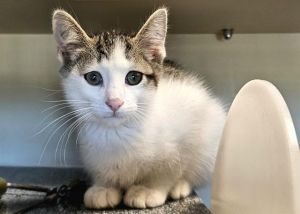 PEACH PIE, Baby Male Domestic Short Hair