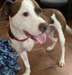COSMO, Adult Male Pit Bull Terrier