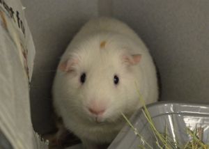 CHEESE, Senior Male Guinea Pig