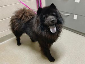 TITAN, Adult Male Chow Chow