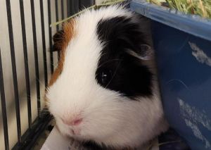 WILBUR, Adult Male Guinea Pig