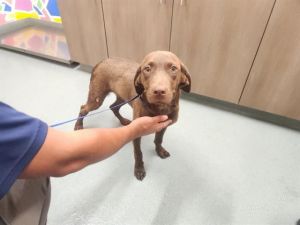RUBY, Young Female Labrador Retriever