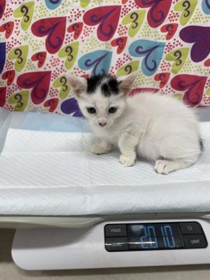 GADSBY, Baby Male unknown