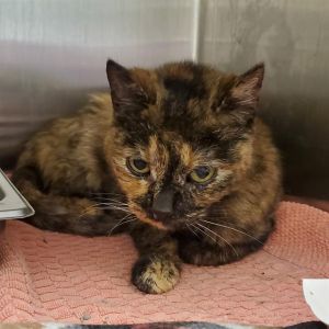 LUCKY CHARMS, Senior Female Domestic Short Hair