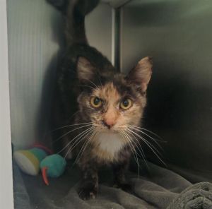 HELENA, Young Female Domestic Short Hair