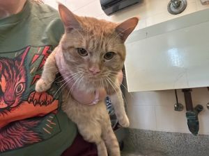 SODA POP, Young Male Domestic Short Hair