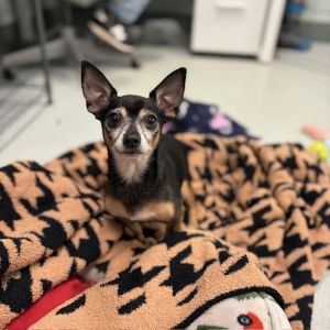 ONI, Senior Male Chihuahua