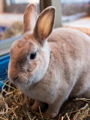 MAX, Young Male Netherland Dwarf