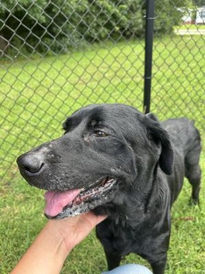 ZENA, Adult Female Labrador Retriever