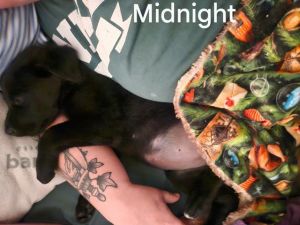 MIDNIGHT, Baby Female Rottweiler