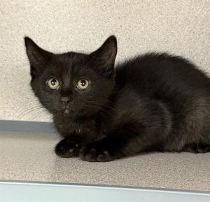 CARA, Baby Female Domestic Short Hair