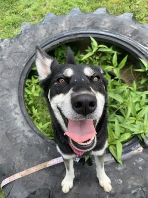 CONVERSE, Adult Female Siberian Husky