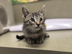 A544120, Baby Male Domestic Short Hair