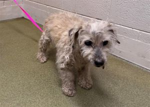 A544009, Senior Male Poodle