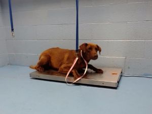 A544136, Young Male Labrador Retriever