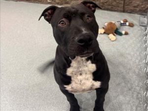 A544006, Young Male Pit Bull Terrier