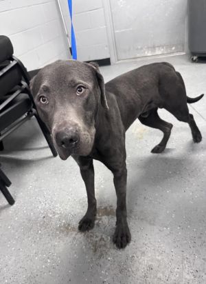 GRAY, Young Male Labrador Retriever
