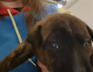 A118804, Baby Female Pit Bull Terrier