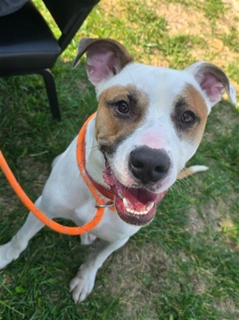 TRI, an adoptable Pit Bull Terrier, Mixed Breed in Casper, WY, 82601 | Photo Image 1