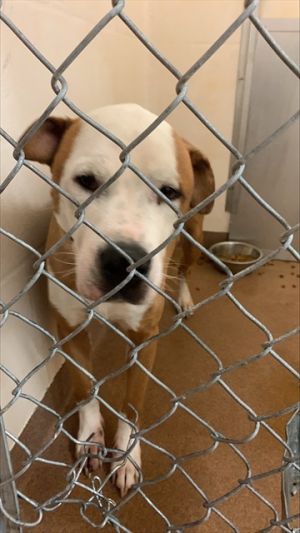 ROCKY, Adult Male Pit Bull Terrier