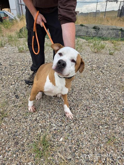 ROCKY, an adoptable Pit Bull Terrier in Casper, WY, 82601 | Photo Image 1