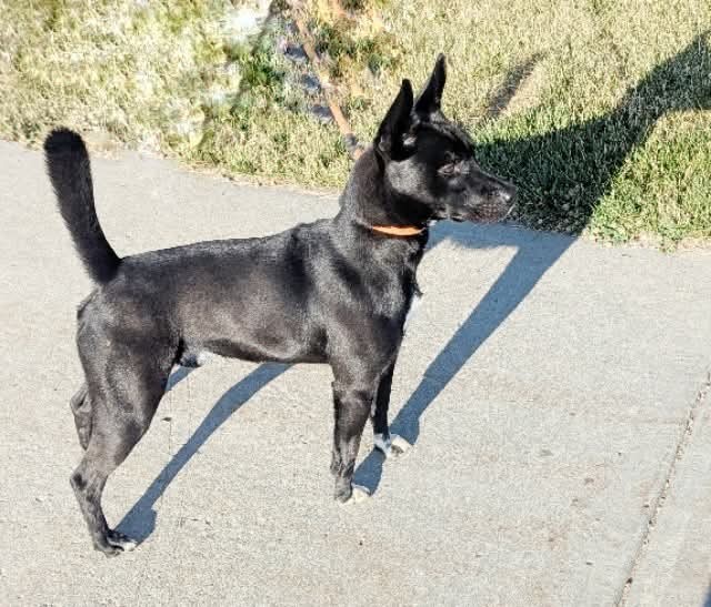 TUX, an adoptable Pit Bull Terrier in Casper, WY, 82601 | Photo Image 1